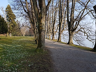 Baden am Bodensee Ufer in Lindau